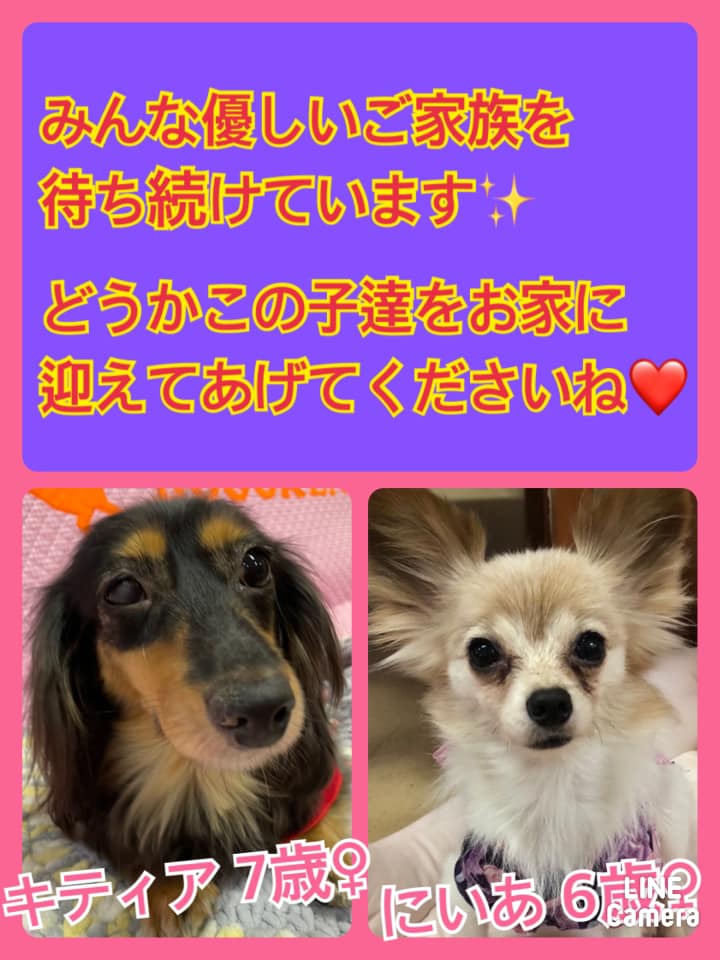 🐾今日の里親様募集中ワンコ🐶メンバーです🐾2021,8,13